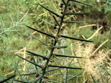 Fotografia da espécie Asparagus horridus