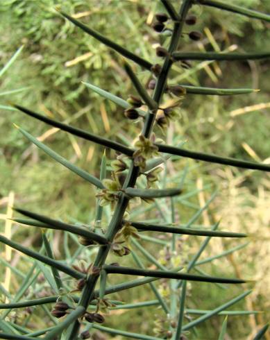Fotografia de capa Asparagus horridus - do Jardim Botânico