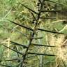 Fotografia 1 da espécie Asparagus horridus do Jardim Botânico UTAD