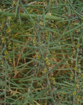 Fotografia 9 da espécie Asparagus horridus no Jardim Botânico UTAD