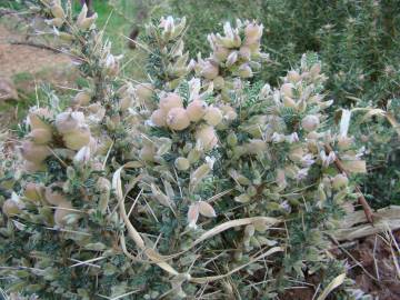 Fotografia da espécie Astragalus armatus subesp. armatus