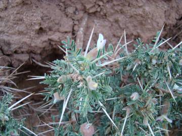 Fotografia da espécie Astragalus armatus subesp. armatus