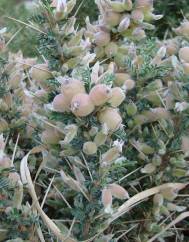 Astragalus armatus subesp. armatus