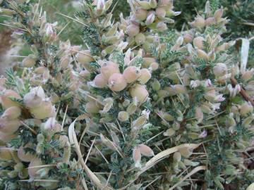 Fotografia da espécie Astragalus armatus subesp. armatus