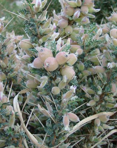 Fotografia de capa Astragalus armatus subesp. armatus - do Jardim Botânico