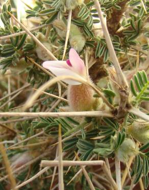 Fotografia 4 da espécie Astragalus armatus subesp. armatus no Jardim Botânico UTAD