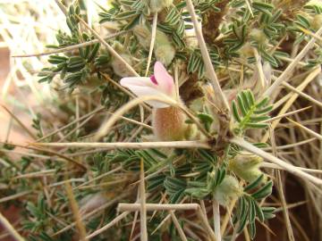Fotografia da espécie Astragalus armatus subesp. armatus