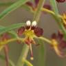Fotografia 24 da espécie Cleome violacea do Jardim Botânico UTAD