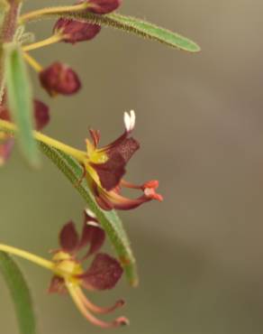 Fotografia 25 da espécie Cleome violacea no Jardim Botânico UTAD