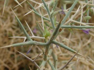 Fotografia da espécie Zilla spinosa subesp. macroptera