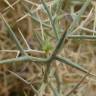 Fotografia 3 da espécie Zilla spinosa subesp. macroptera do Jardim Botânico UTAD