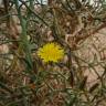 Fotografia 11 da espécie Launaea arborescens do Jardim Botânico UTAD