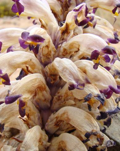 Fotografia de capa Cistanche violacea - do Jardim Botânico