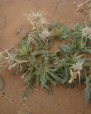 Fotografia da espécie Centaurea pungens