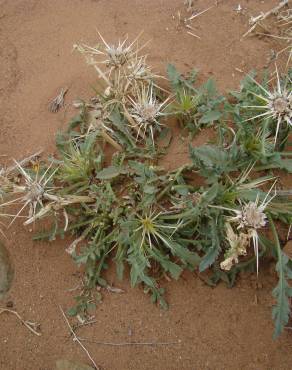 Fotografia 1 da espécie Centaurea pungens subesp. pungens no Jardim Botânico UTAD