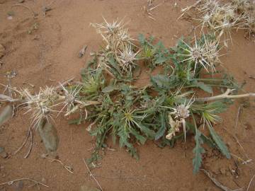 Fotografia da espécie Centaurea pungens subesp. pungens