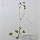 Fotografia 1 de herbário da espécie Saxifraga granulata no Jardim Botânico UTAD