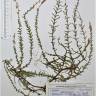 Fotografia de herbário 1 da espécie Calluna vulgaris no Jardim Botânico UTAD