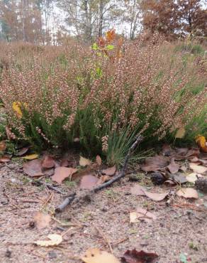 Fotografia 13 da espécie Calluna vulgaris no Jardim Botânico UTAD