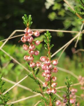 Fotografia 14 da espécie Calluna vulgaris no Jardim Botânico UTAD