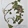 Fotografia de herbário 1 da espécie Lamium maculatum no Jardim Botânico UTAD