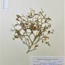 Fotografia de herbário 1 da espécie Acanthorrhinum ramosissimum no Jardim Botânico UTAD