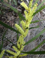 Acacia floribunda