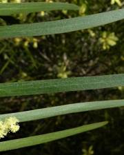 Fotografia da espécie Acacia floribunda