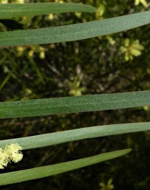 Fotografia 1 da espécie Acacia floribunda no Jardim Botânico UTAD