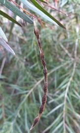 Fotografia da espécie Acacia floribunda