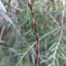 Fotografia 2 da espécie Acacia floribunda do Jardim Botânico UTAD