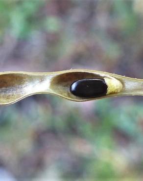 Fotografia 3 da espécie Acacia floribunda no Jardim Botânico UTAD