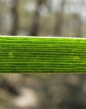 Fotografia 4 da espécie Acacia floribunda no Jardim Botânico UTAD