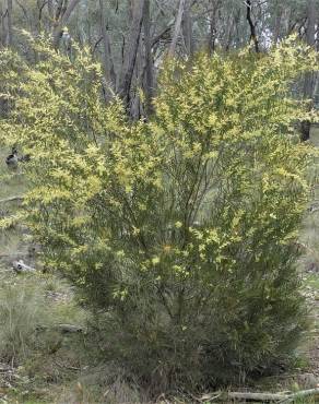 Fotografia 5 da espécie Acacia floribunda no Jardim Botânico UTAD