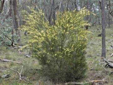 Fotografia da espécie Acacia floribunda