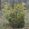 Fotografia 5 da espécie Acacia floribunda do Jardim Botânico UTAD