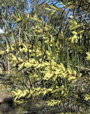 Fotografia 6 da espécie Acacia floribunda no Jardim Botânico UTAD