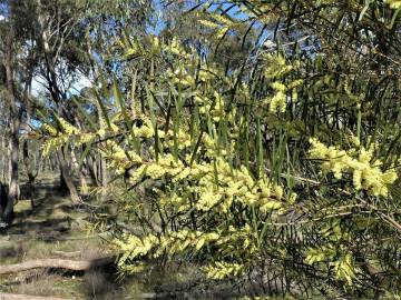 Fotografia da espécie Acacia floribunda
