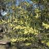 Fotografia 6 da espécie Acacia floribunda do Jardim Botânico UTAD