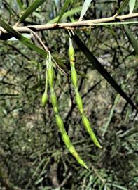 Fotografia da espécie Acacia floribunda