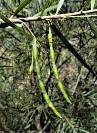 Fotografia da espécie Acacia floribunda