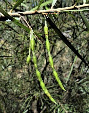 Fotografia 7 da espécie Acacia floribunda no Jardim Botânico UTAD