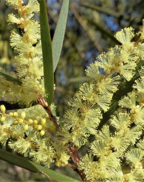 Fotografia 8 da espécie Acacia floribunda no Jardim Botânico UTAD