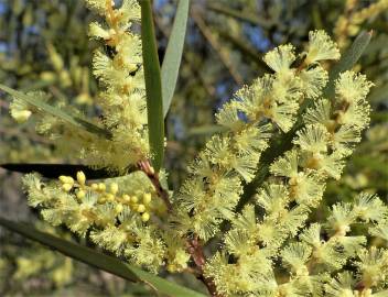 Fotografia da espécie Acacia floribunda