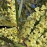 Fotografia 8 da espécie Acacia floribunda do Jardim Botânico UTAD