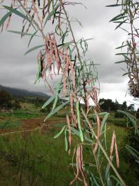 Fotografia da espécie Acacia retinodes