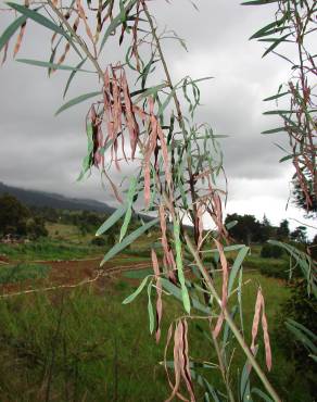 Fotografia 14 da espécie Acacia retinodes no Jardim Botânico UTAD