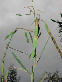 Fotografia da espécie Acacia retinodes