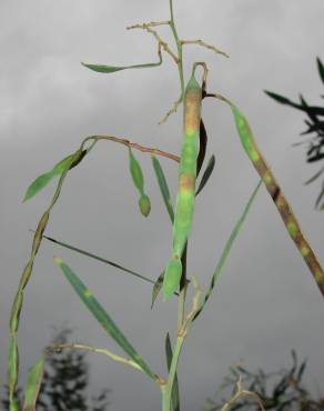 Fotografia 15 da espécie Acacia retinodes no Jardim Botânico UTAD