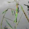 Fotografia 15 da espécie Acacia retinodes do Jardim Botânico UTAD